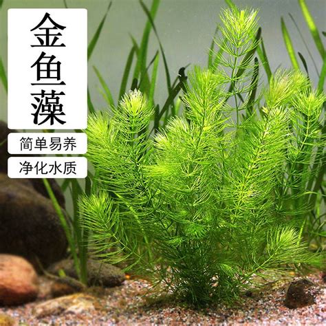 魚缸養水草